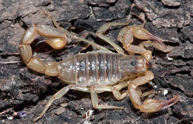 冬季蝎子养殖常见疾病的防治方法