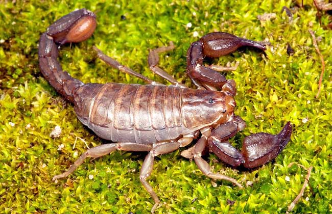 冬季蝎子养殖常见疾病的防治方法