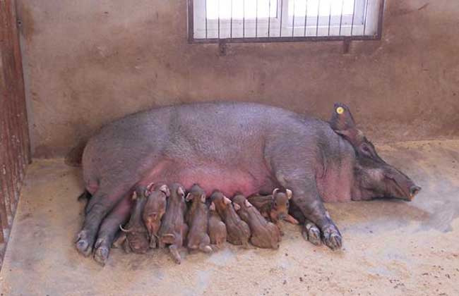 母猪产前不吃食