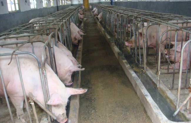 养猪的经济效益
