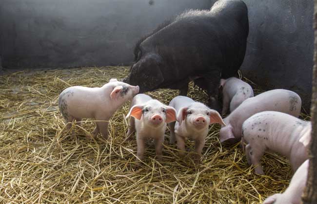 生长育肥猪管理技术