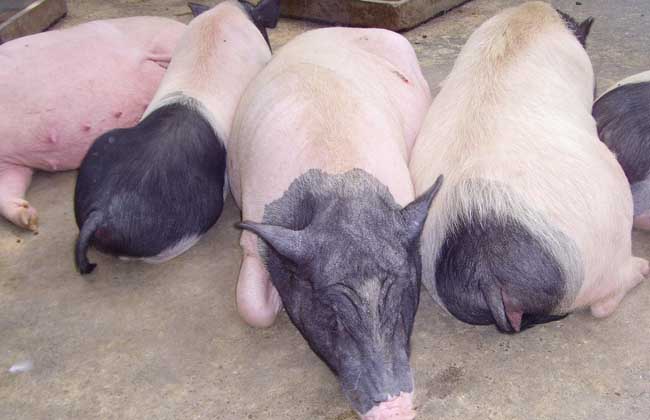 母猪催乳技术