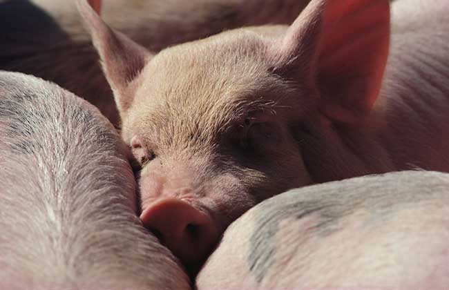 哺乳母猪的饲养管理技术