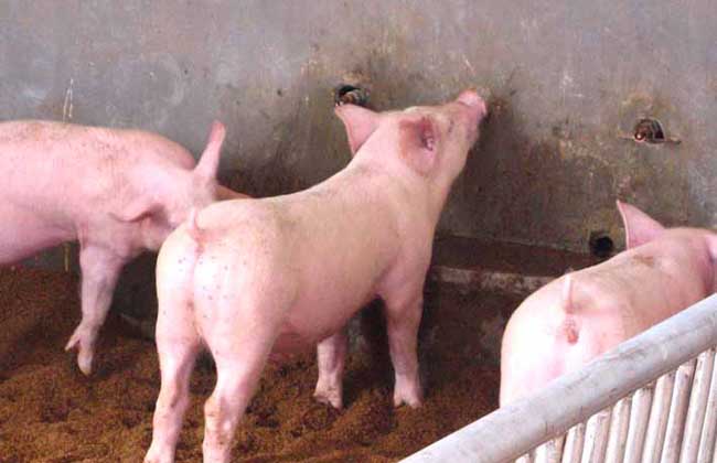 哺乳母猪的饲养管理技术