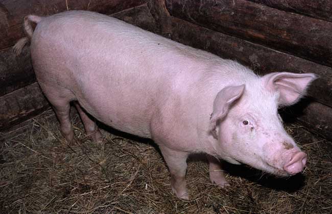农村养猪技术