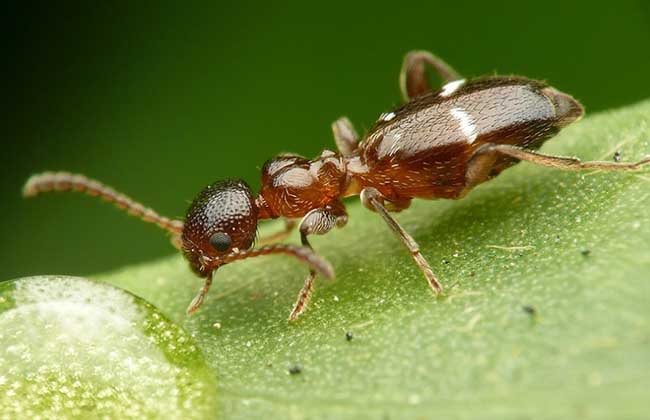 蚂蚁的生活习性