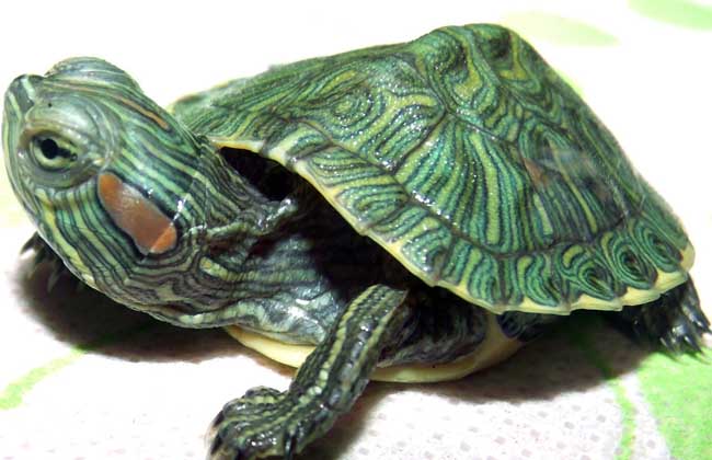 巴西龟冬眠