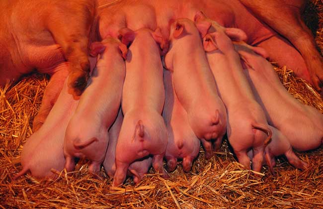 规模化养猪效益