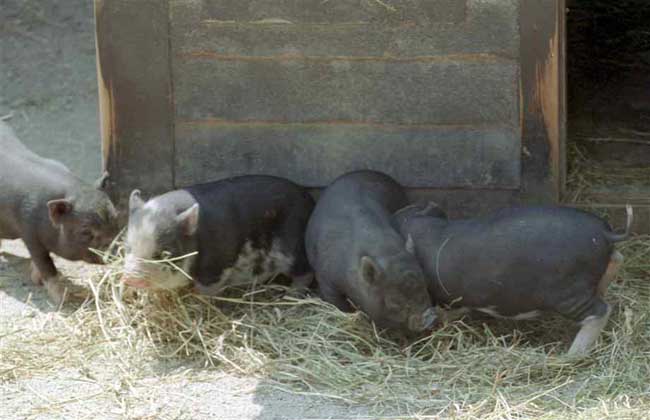 黑猪养殖技术