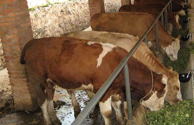 肉牛常见疾病