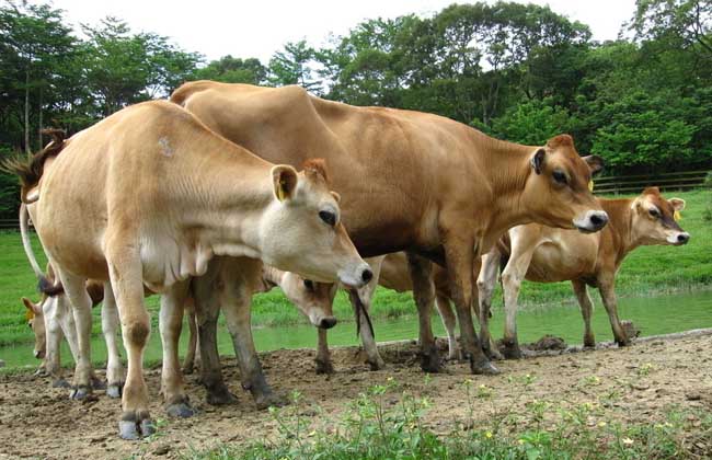 犊牛散养管理技术