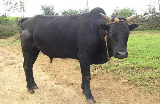 牛患胃肠炎中药治疗方法