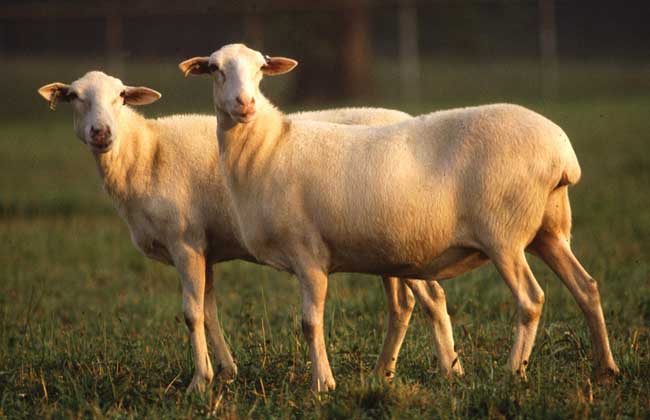 夏季养羊