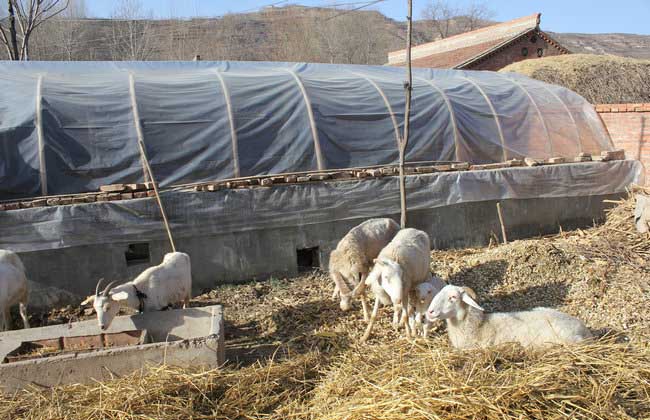 农村羊养殖