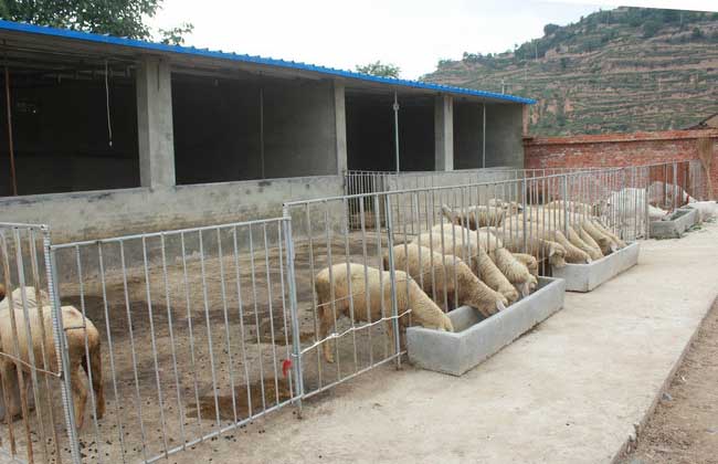 农村羊养殖