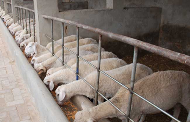 绵羊饲养管理技术