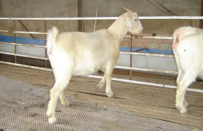 波尔山羊的繁殖技术