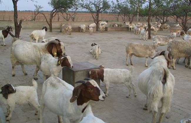 小尾寒羊的常见羊病防治方法