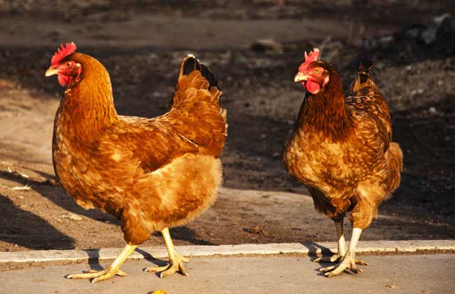 养鸡过程中的鸡痘的预防和治疗