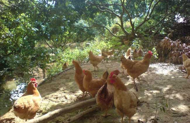 冬季养鸡场管理方案