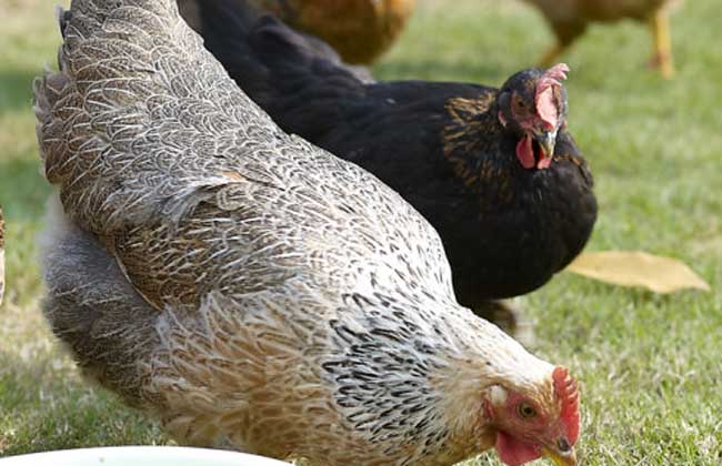 果园散养柴鸡的饲养技术