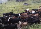杜泊羊养殖技术
