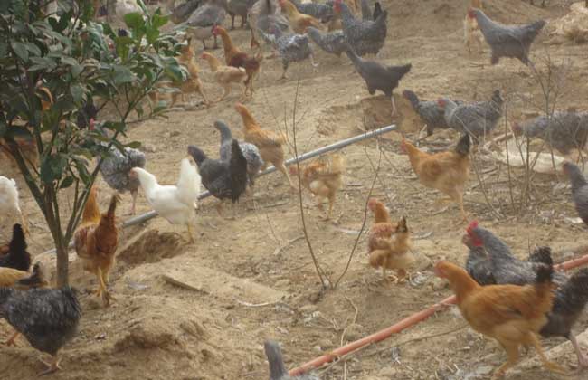 肉鸡养殖大棚的建造方式及饲养技术