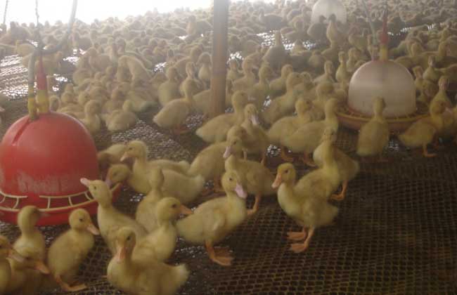 鸭养殖常见病的防治方法