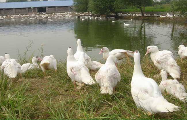 鸭养殖常见病的防治方法