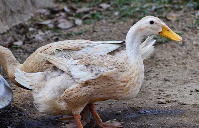 鸭养殖自然交配的两种方式