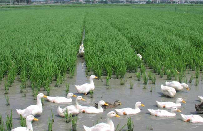 雏鸭的养殖和管理技术