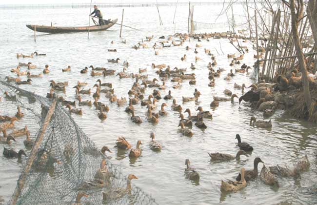 冬季肉鸭高效养殖技术