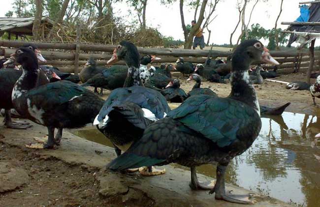 火鸭养殖的种鸭饲养管理