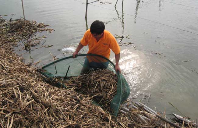 春季黄鳝养殖的技术