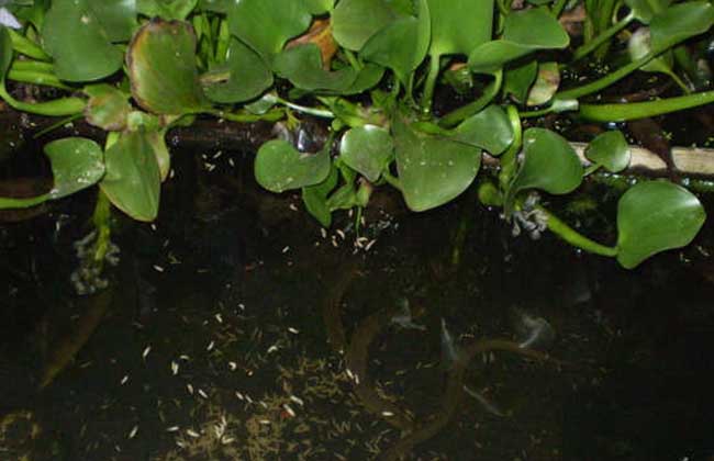 小池塘高密度养殖黄鳝的关键技术