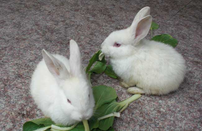 兔子养殖户可通过观察兔粪来巧治兔病