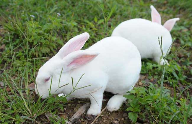 獭兔小兔早断奶管理技术