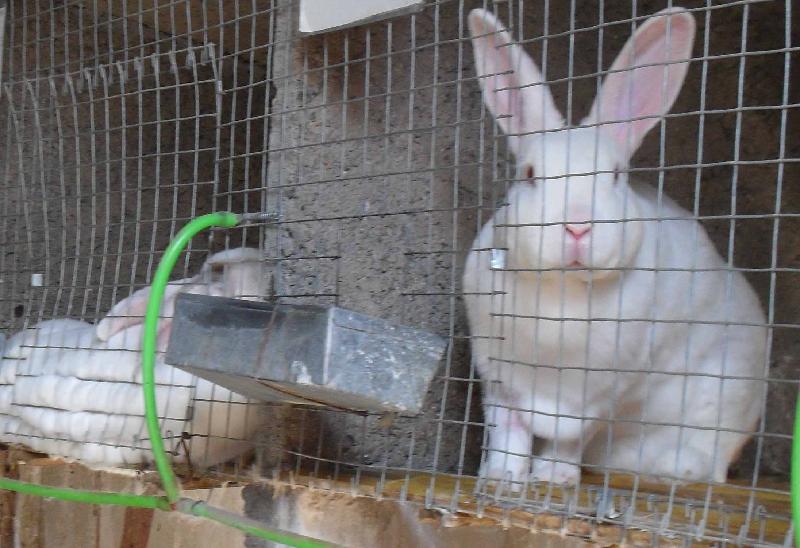 兔子初次养殖的注意事项
