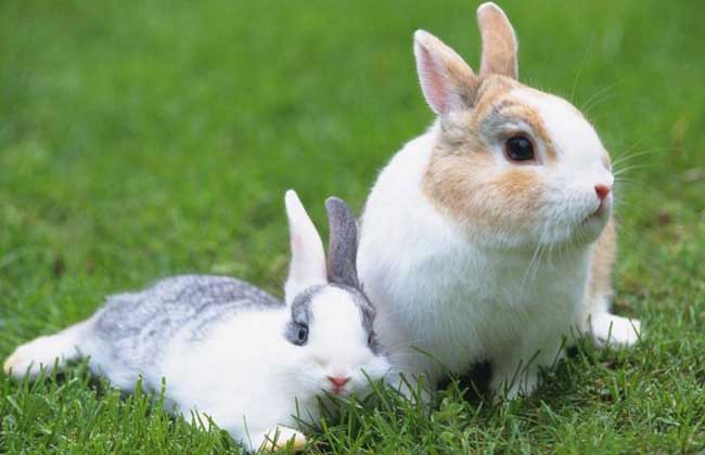 野兔养殖对兔舍建造有哪些要求
