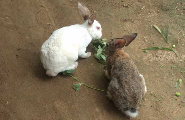 在家兔养殖中选种育种有哪些技巧