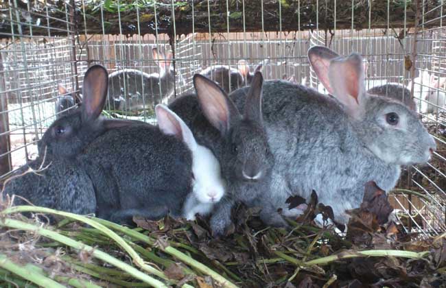 肉兔配种的技术