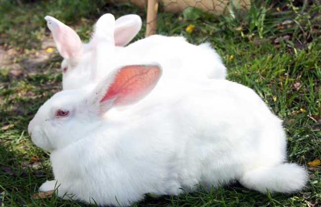 野兔养殖的兔舍环境要求