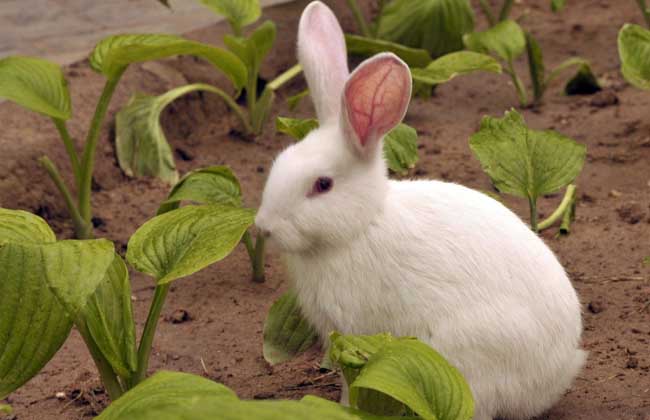 兔子养殖市场前景