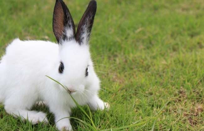 肉兔的养殖成本及经济效益