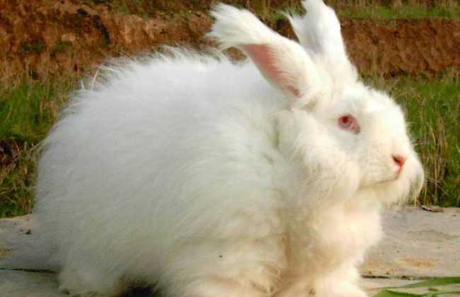 长毛兔高效养殖技术