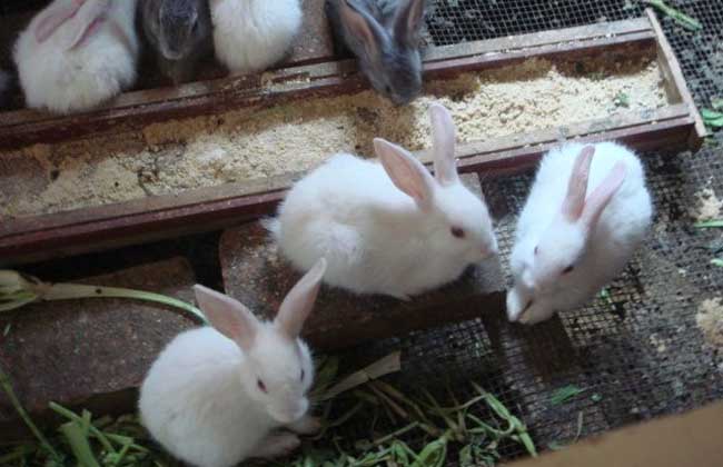 夏季兔子养殖管理技术