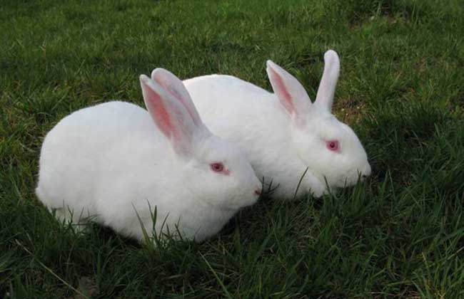 兔子养殖场建筑布局及兔笼设备要求