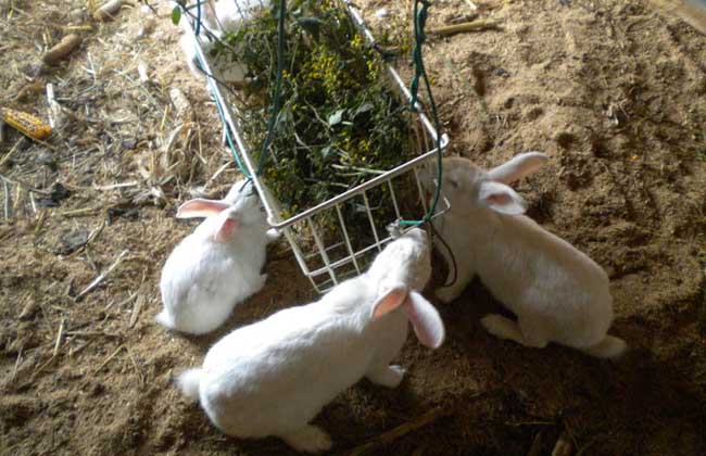 兔粪的利用及处理方法