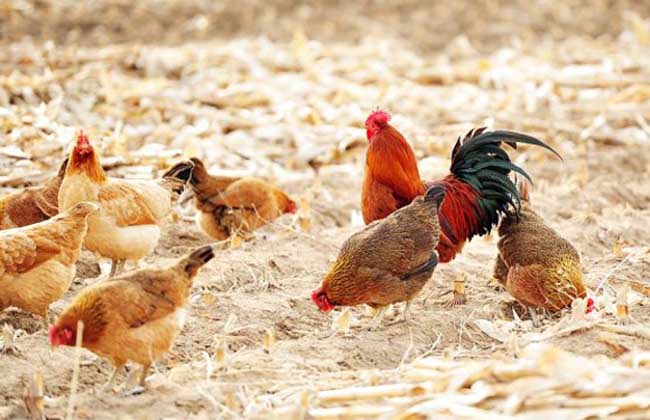 鸡养殖场常见鸡病诊断和防治