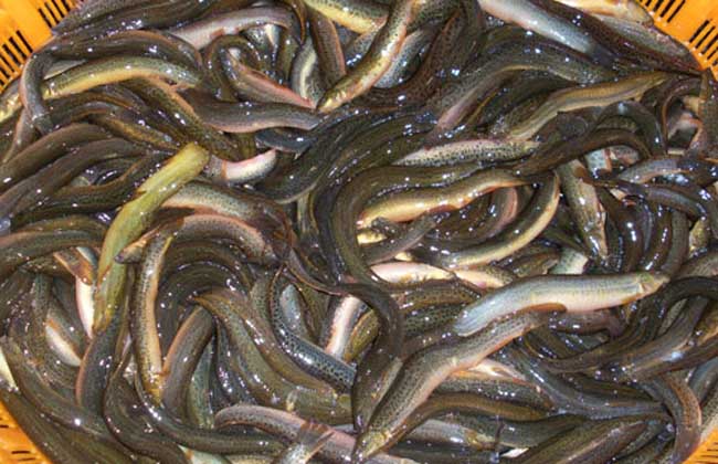 泥鳅养殖有没有风险?